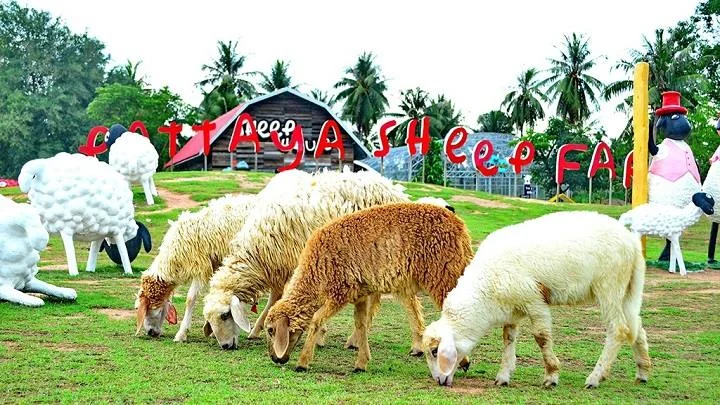 Овечья ферма в Паттайе в Паттайе